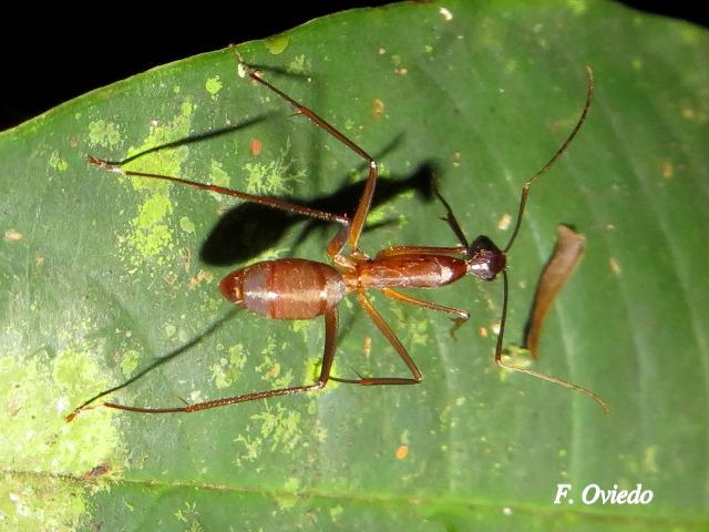 Camponotus ager