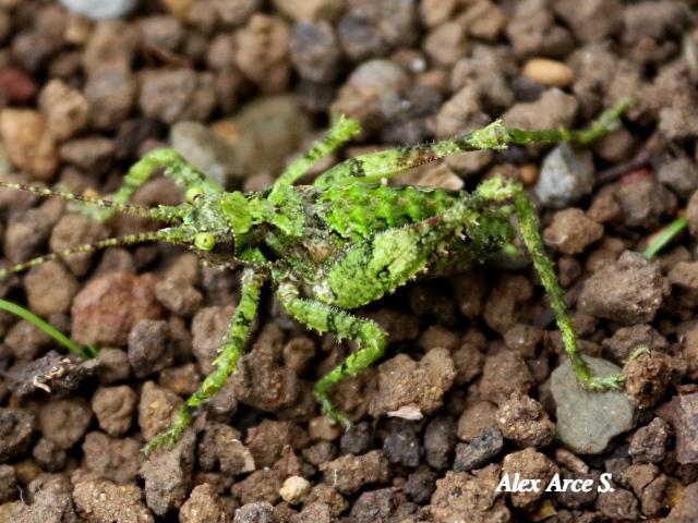 Championica cristulata