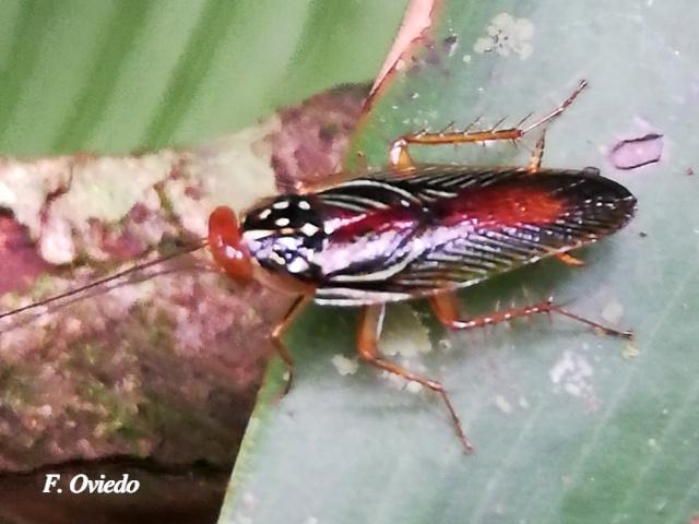 Euphyllodromia angustata