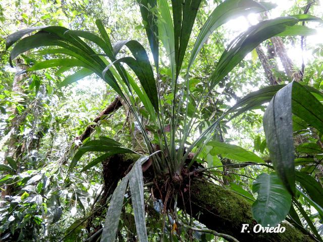 Evodianthus funifer