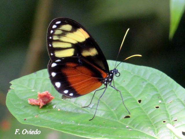 Godyris zavaleta (Mariposa de Cristal)