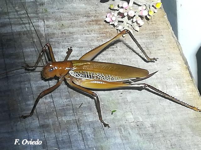 Ischnomela pulchripennis (Saltamontes de ojos azules)