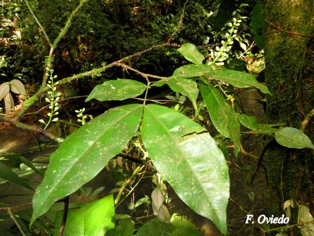 Macrolobium costaricense (Pata de elefante)