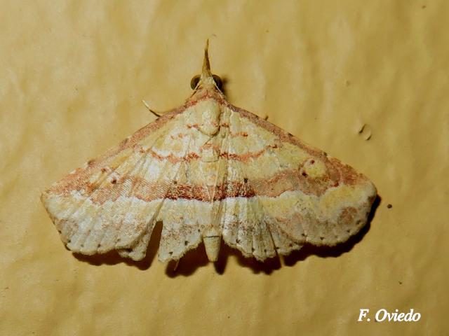 Mursa phtisialis (Polilla de la malva)