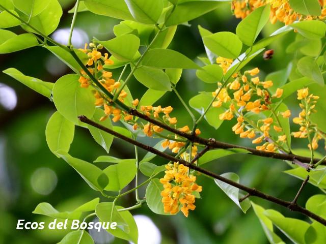 Platymiscium pinnatum (Cachimbo, cristobal)