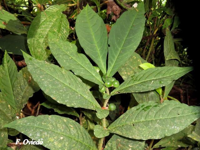 Solanum arboreum