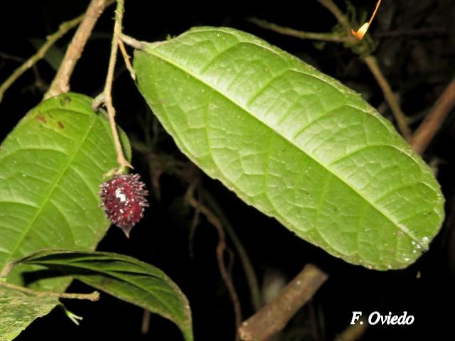 Trophis involucrata