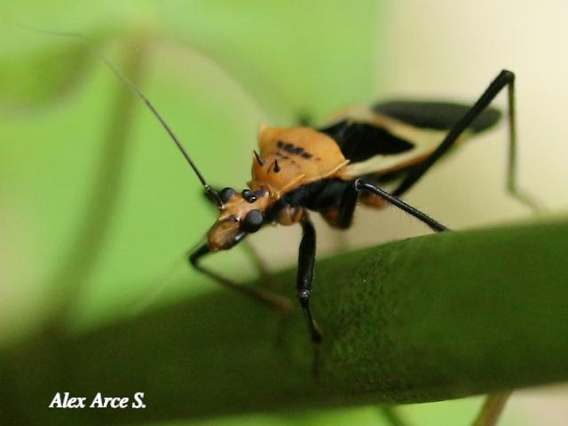 Zelurus circumcinctus