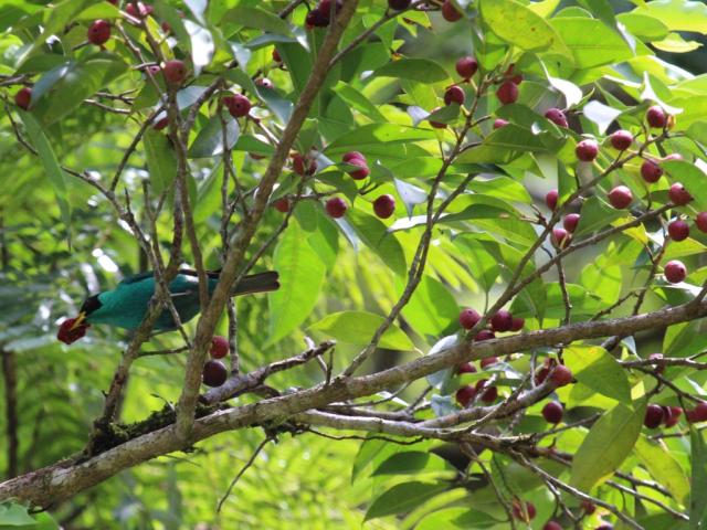 Higuerones sorprendentes