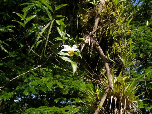 El día de la flor de un día