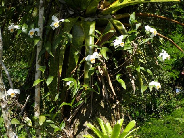 El día de la flor de un día