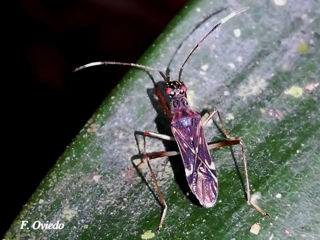 Neopamera neotropicalis (Chinche de semillas color tierra)