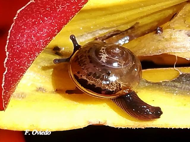 Ovachlamys fulgens (Caracol saltarín)