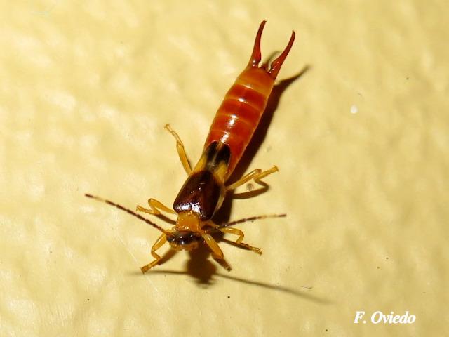 Purex remotus (Tijerilla)