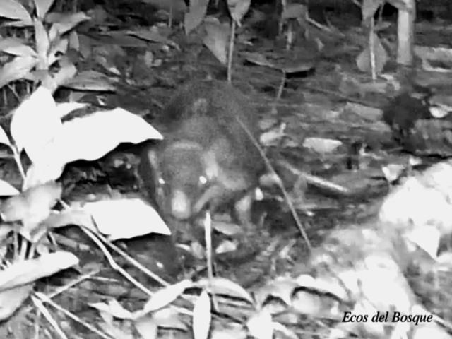 Cabassous centralis (Armadillo zopilote)