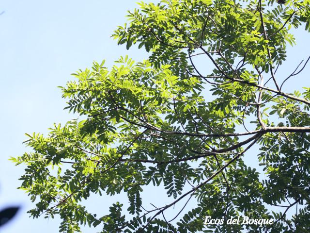 Dussia macroprophyllata