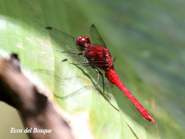 Erythrodiplax castanea