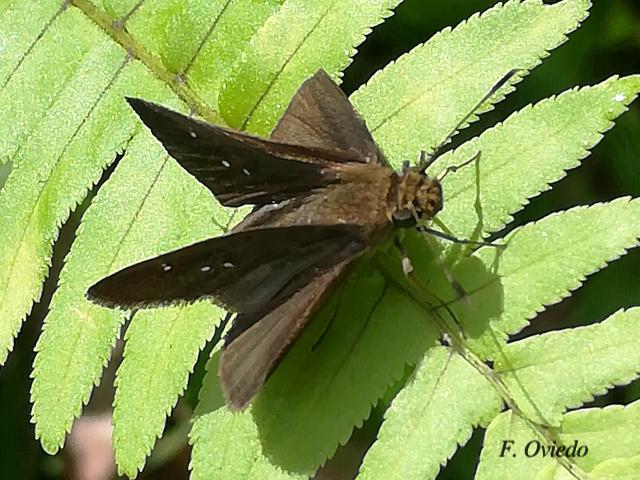 Lerema liris (Saltarina liris)