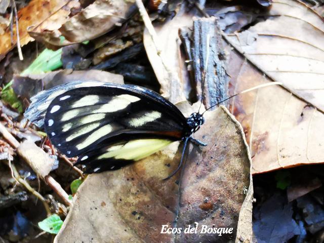 Olyras insignis insignis