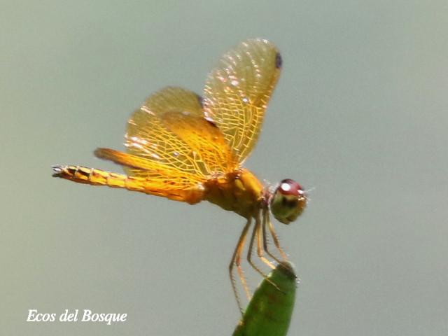 Perithemis tenera (Ambarina del este)