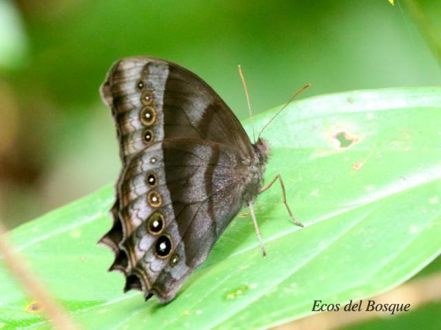 Taygetis thamyra (Mariposa sátira común)