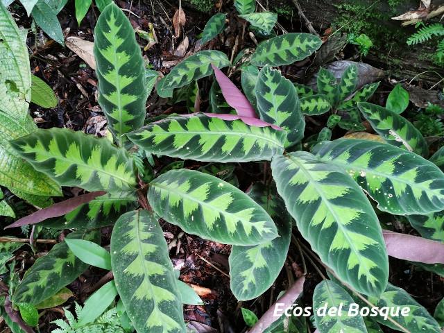 Goeppertia warszewiczii