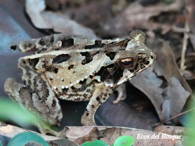 Incilius melanochlorus (Sapo de bosque húmedo)
