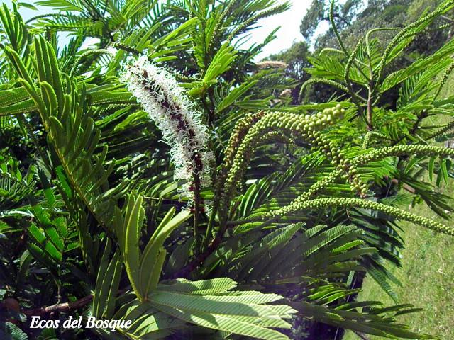 Pentaclethra macroloba (Gavilán o Quebracho)