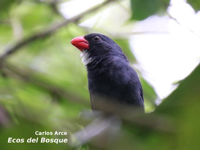 Saltator grossus (Pico grueso piquirrojo)