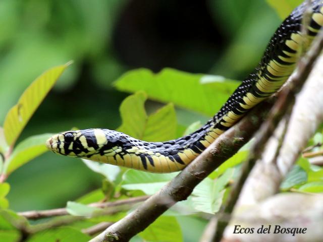 Spilotes pullatus (Mica, Zumbadora)