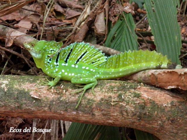 Basiliscus plumifrons (Basilisco esmeralda o verde)