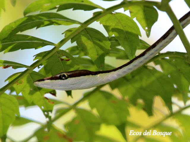 Oxybelis aeneus (Bejuquilla)