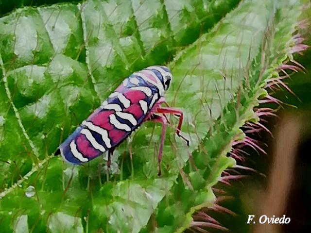 Agrosoma syklis (Chicharrita, Saltahojas)