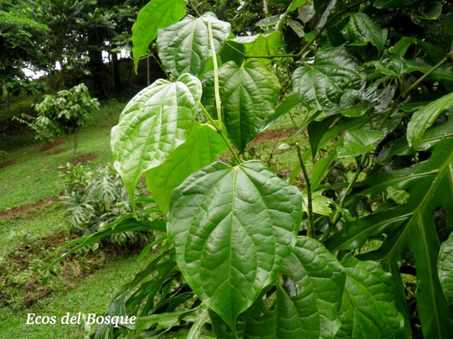 Piper tenuipes (Cordoncillo, Candelillo)