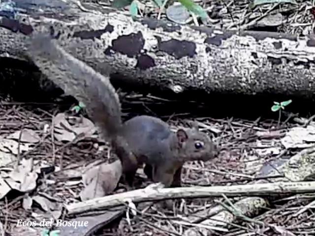 Sciurus granatensis (Ardilla Cola Roja)
