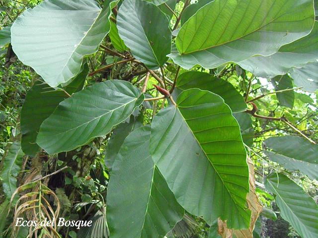 Coussapoa nymphaeifolia