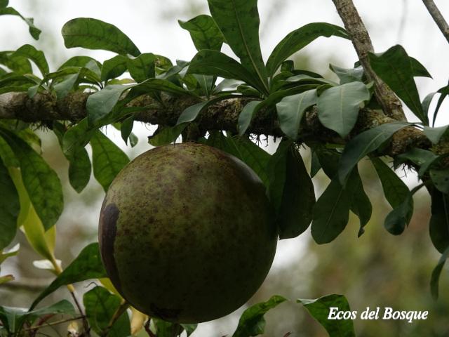 Crescentia cujete (Calabacero, Jícaro, Tiquí)