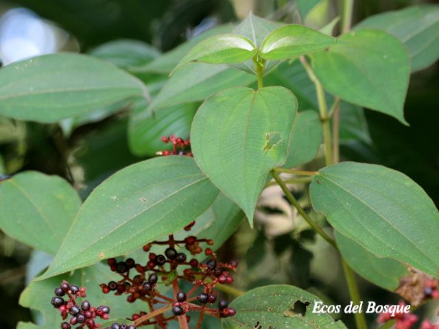 Leandra granatensis