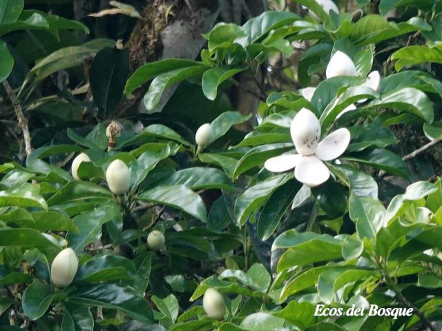 Magnolia gloriensis (Magnolia, Anonillo)