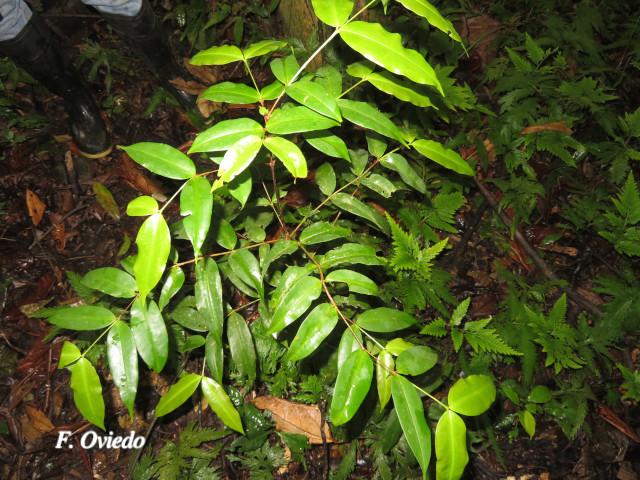 Mouriri gleasoniana (Gasparillo)