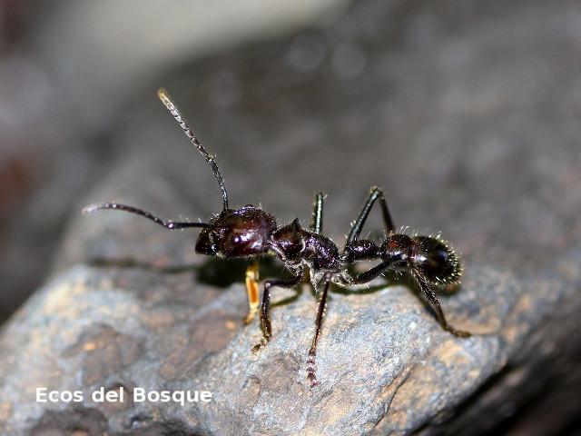 Paraponera clavata (Hormiga bala)