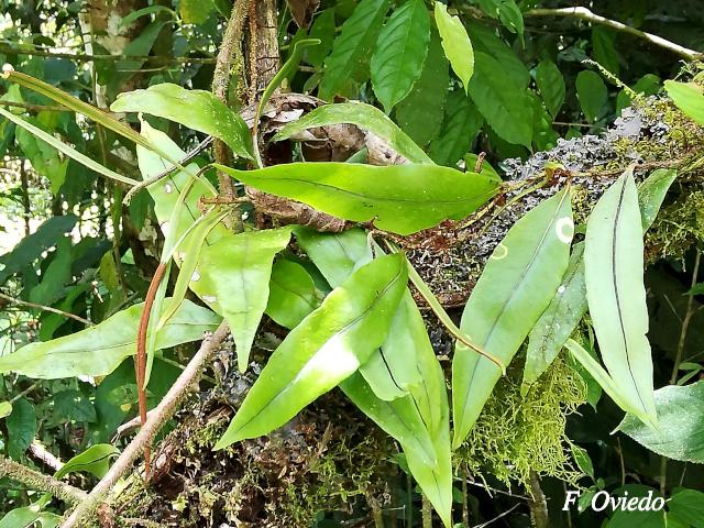 Pleopeltis wiesbaurii