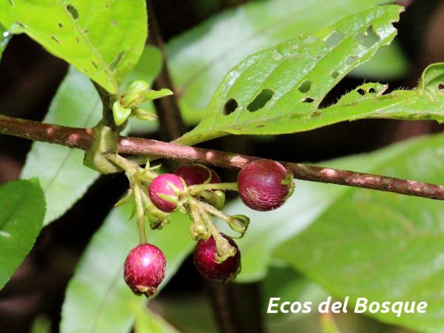 Sabicea panamensis