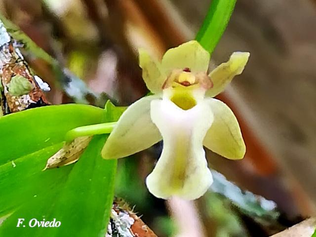 Scaphyglottis amparoana