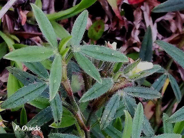 Stylosanthes guianensis