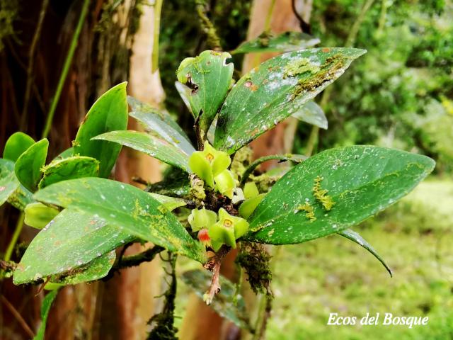 Themistoclesia pentandra