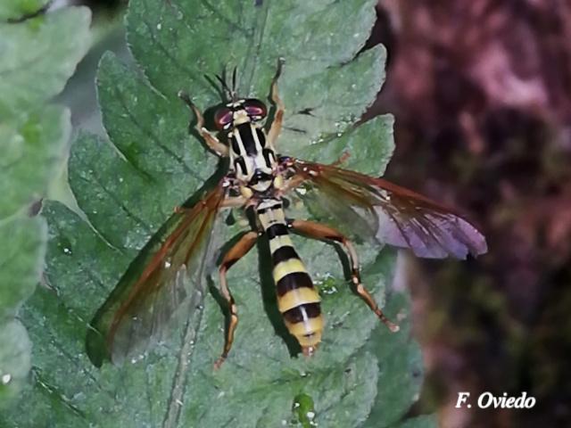 Acrochaeta flaveola