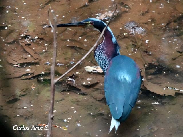 Agamia agami (Garza agami)