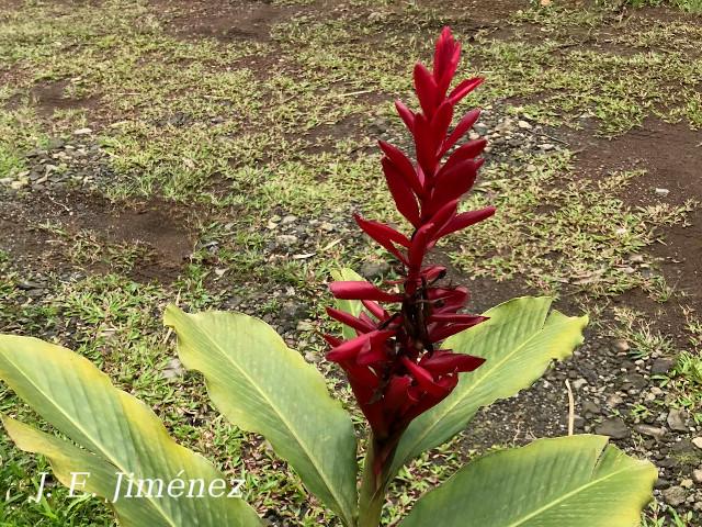 Alpinia purpurata (Ginger)
