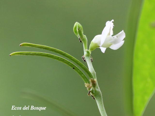 Ancistrotropis peduncularis